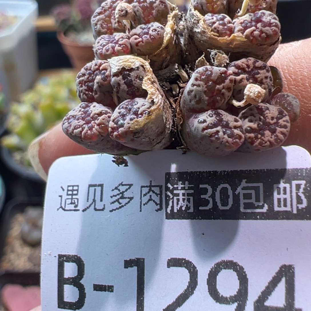 多肉植物111111111111