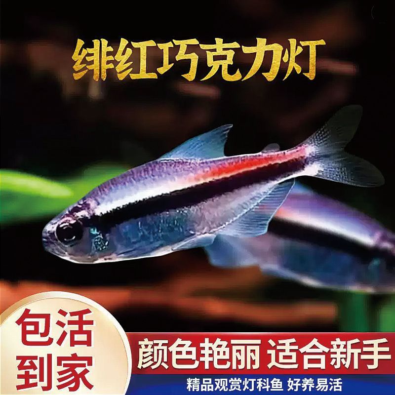 绯红巧克力彩虹霓虹灯高端稀有热带观赏鱼小型灯科群游可混养