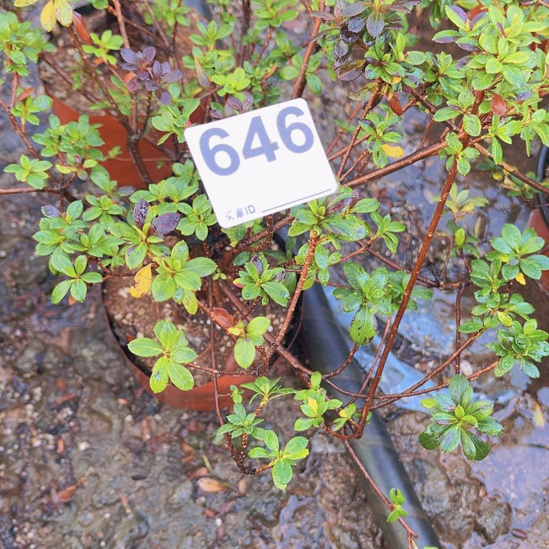 红陶直播时间一直一个