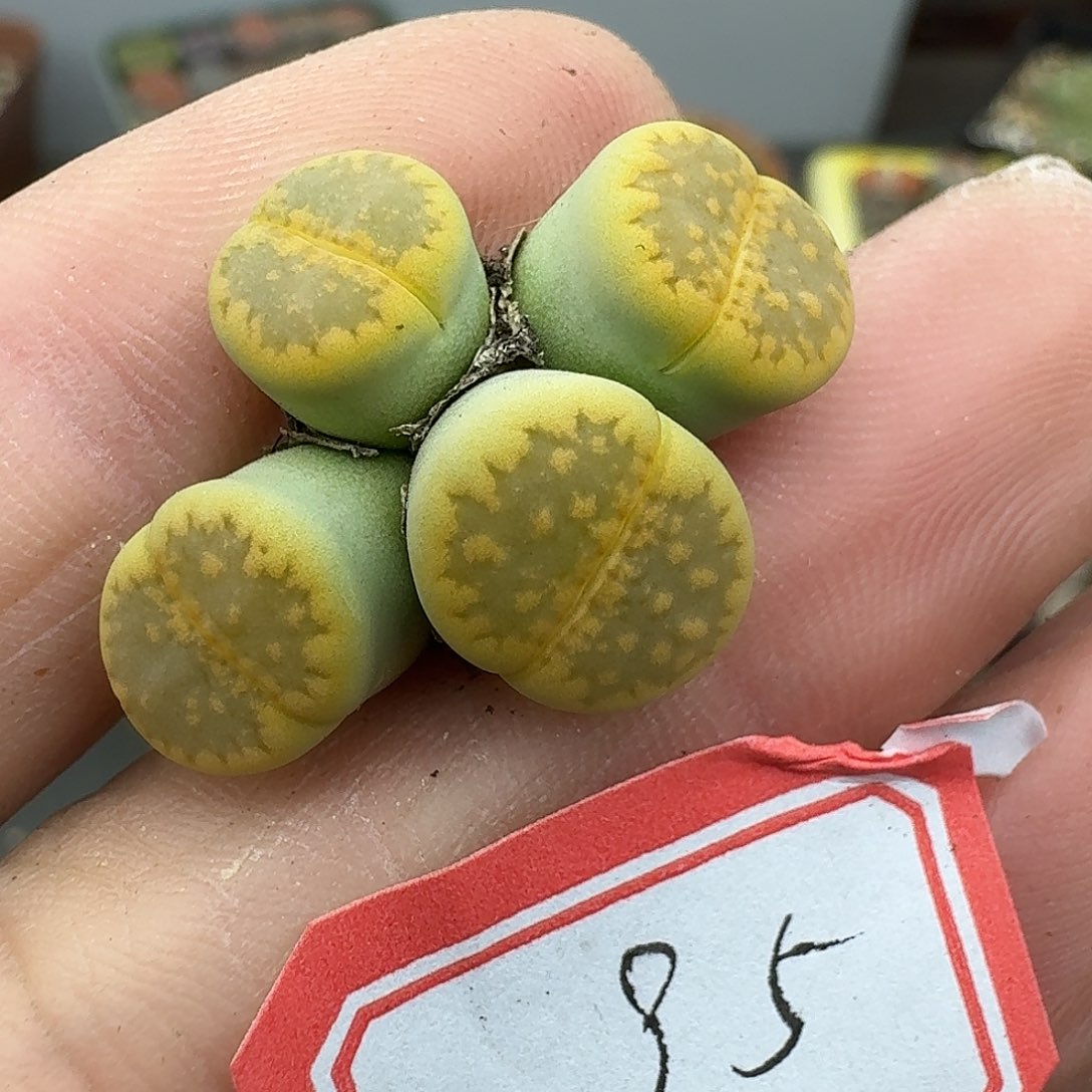 95多肉哈哈哈哈哈