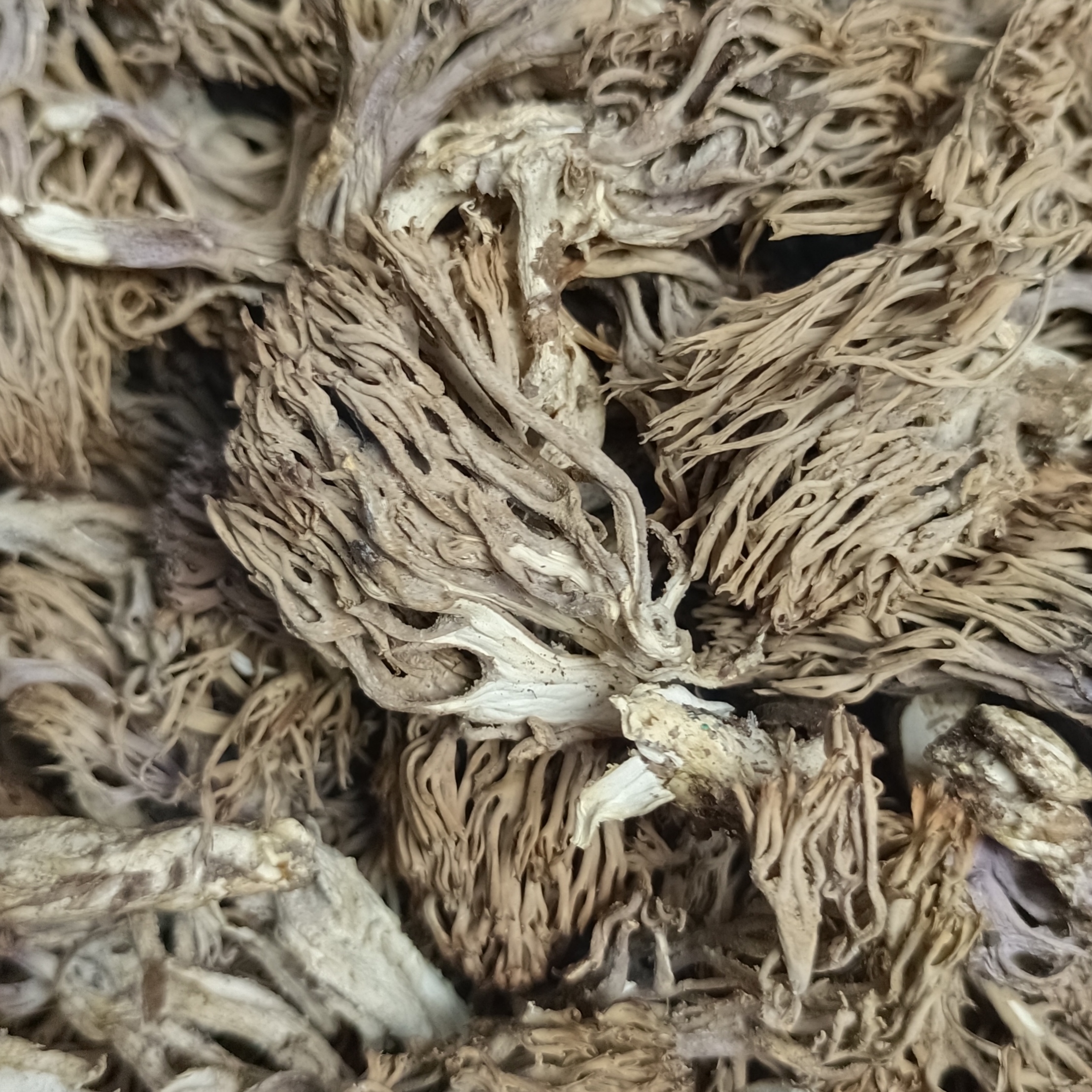 平武野生刷把菌 干菌子100g/袋 顺丰全国包邮