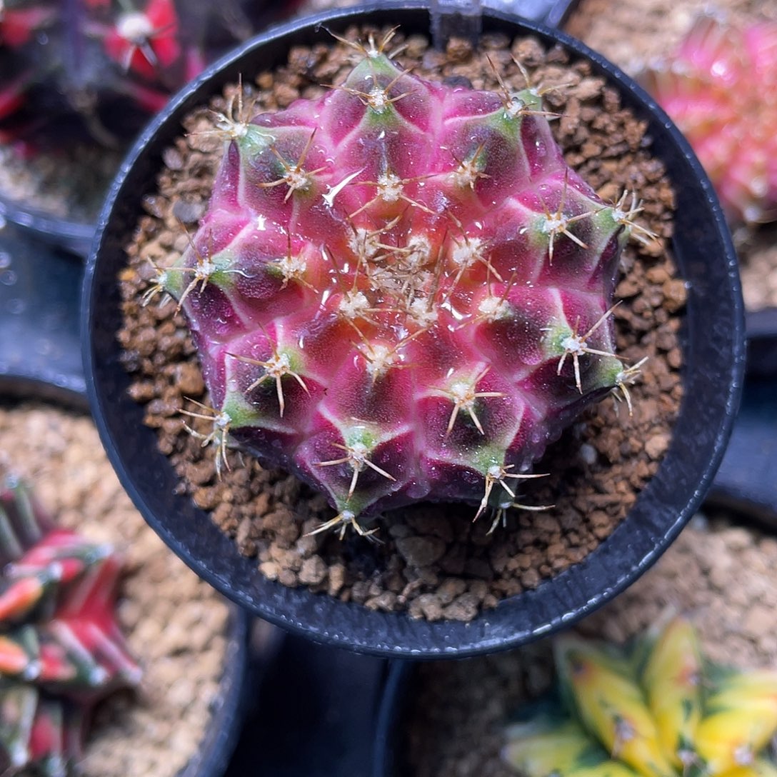 1-290轮回4.3厘米米哈