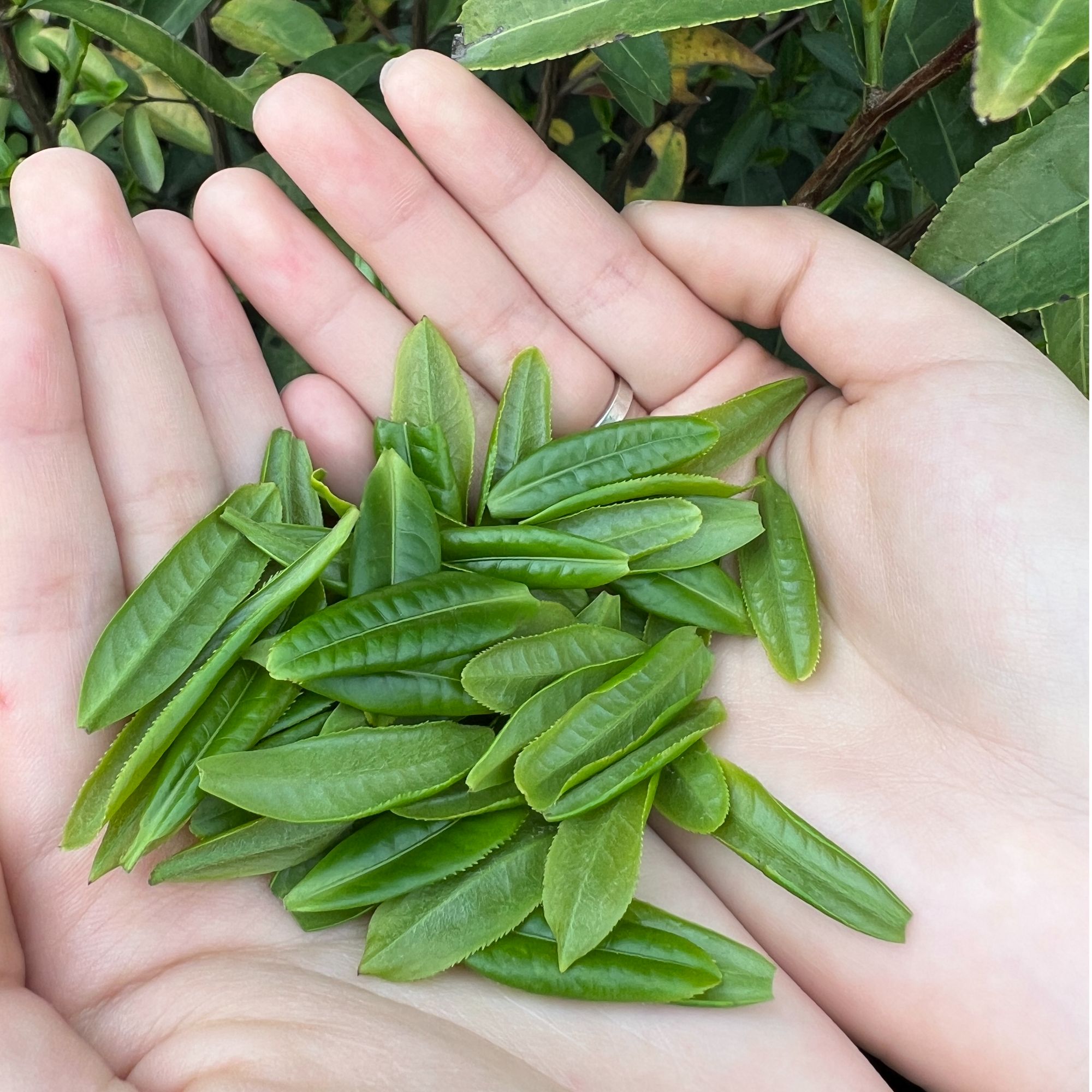 G1【玲玲专享】2025开园头采六安瓜片绿茶核心产区高山绿茶
