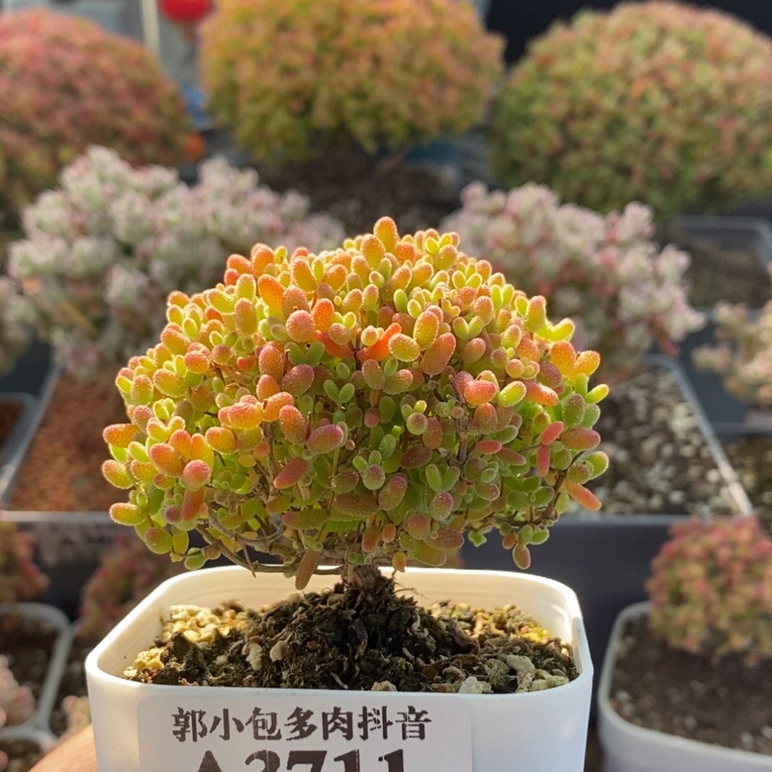 蜜橘糖球3711枝干番杏