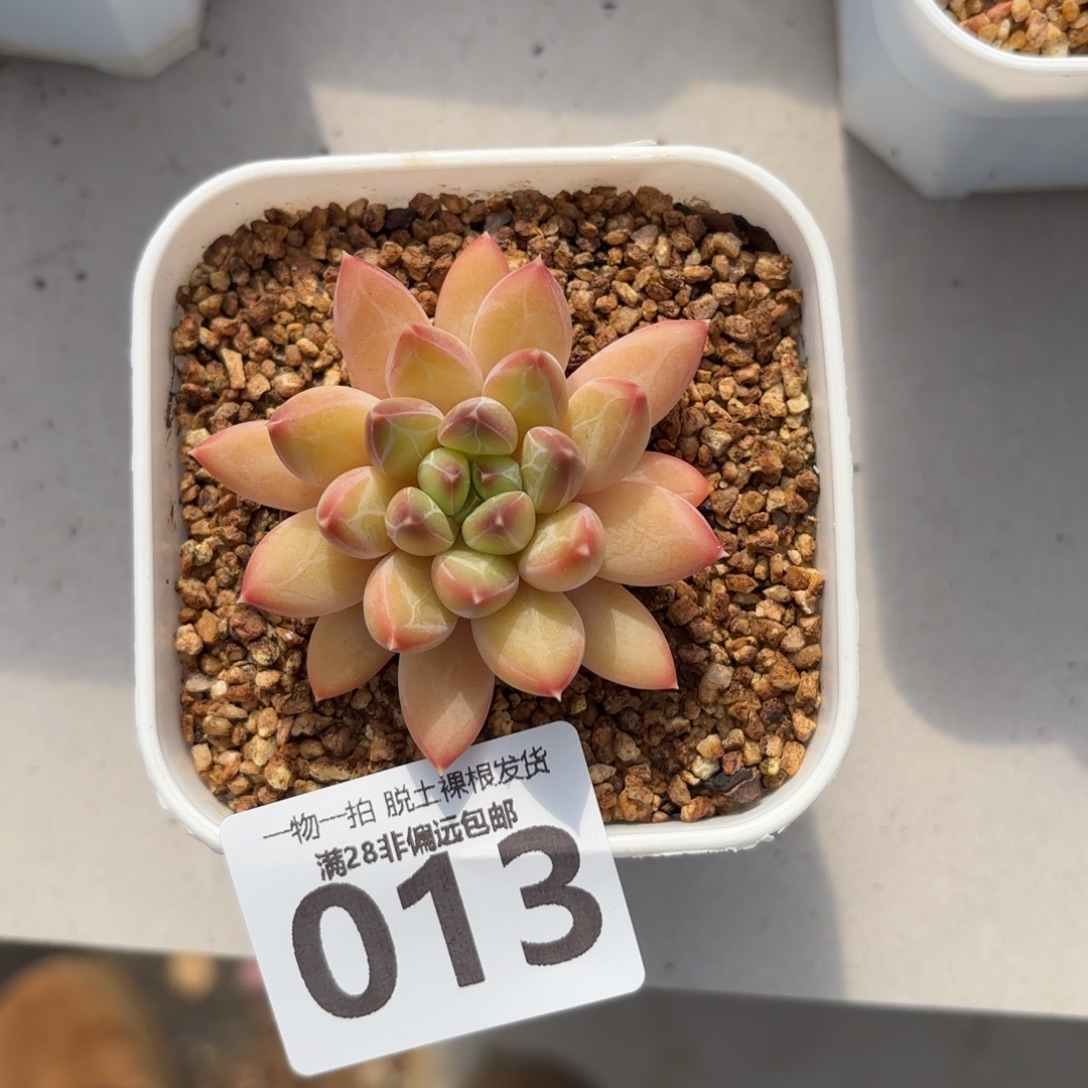 青花瓷单头无盆土发货