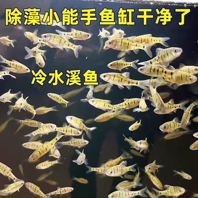 原生态冷水鱼好养耐活群游条纹小鲃鱼清洁鱼清道夫养鱼粪便专用
