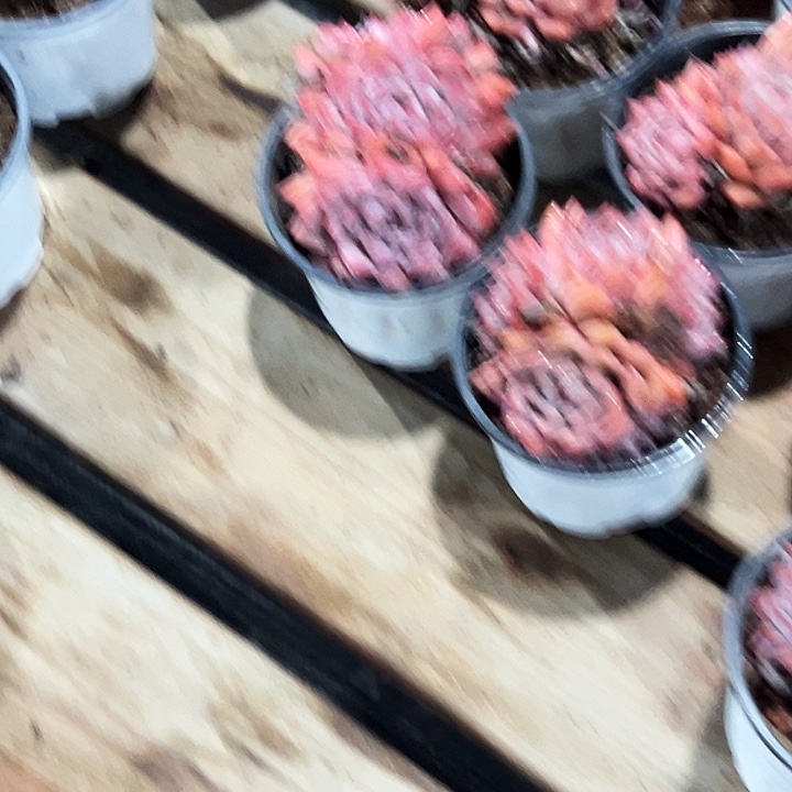 快****单头     百搭翡翠