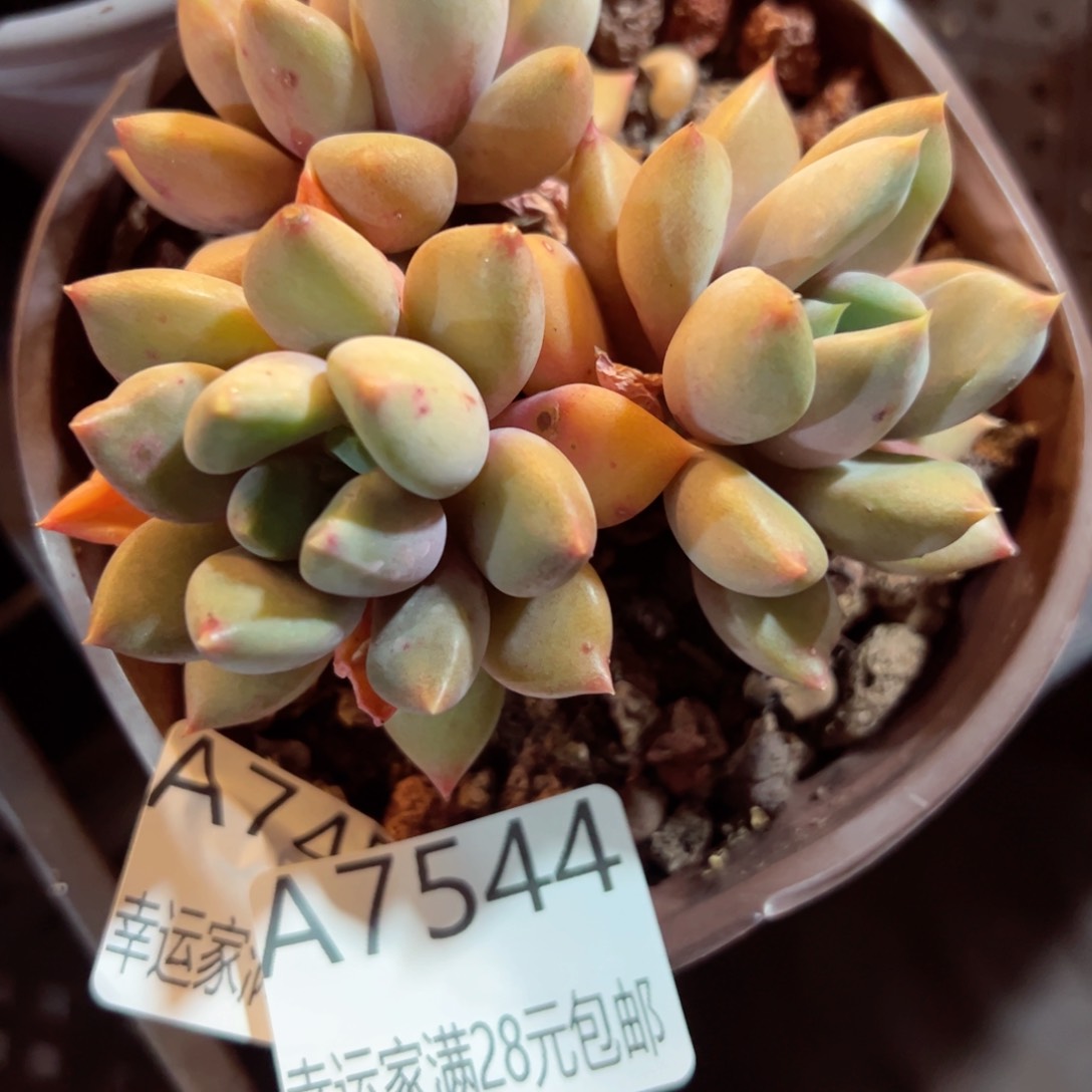 幸运的是我的朋友们一起