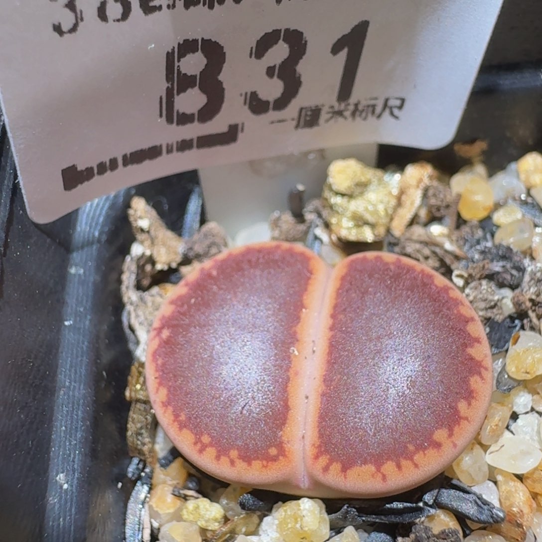 Ssss精品生石花831