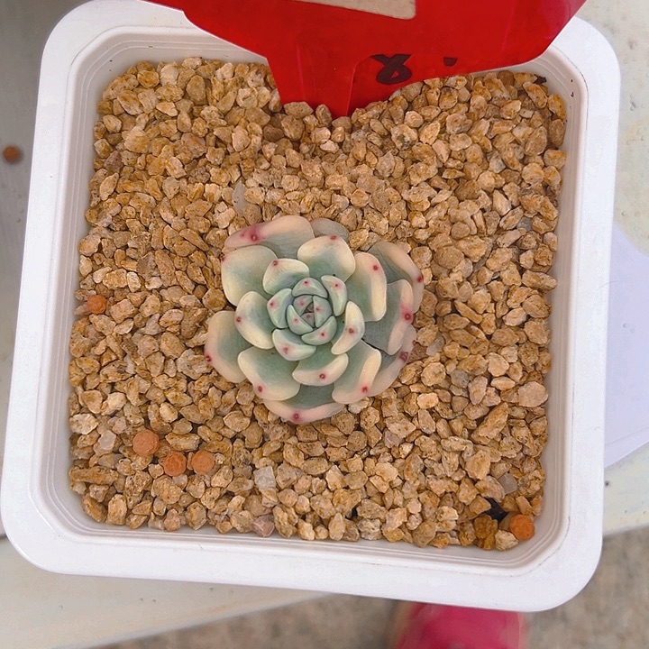 5028号绿爪锦多肉