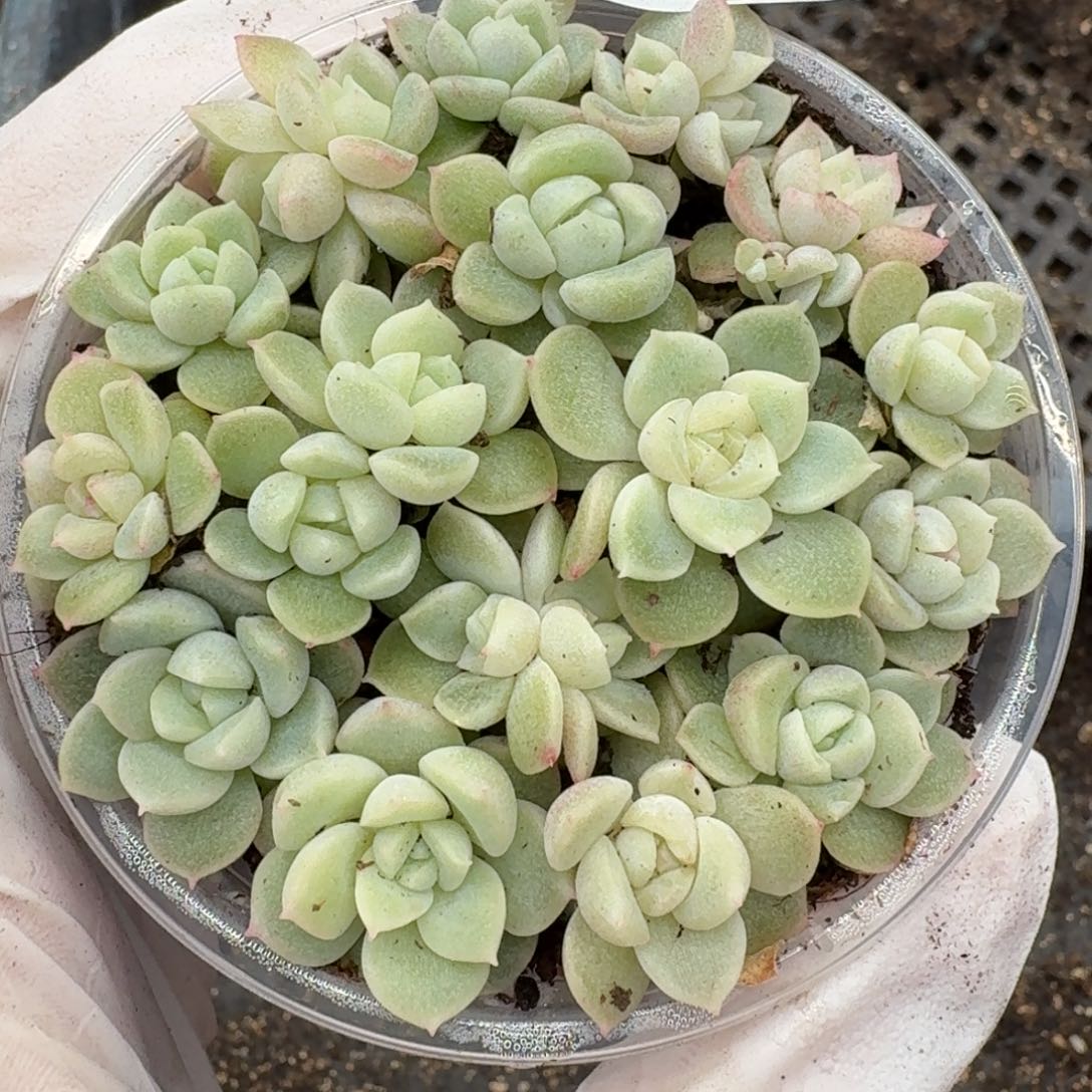 多肉植物多肉植物453