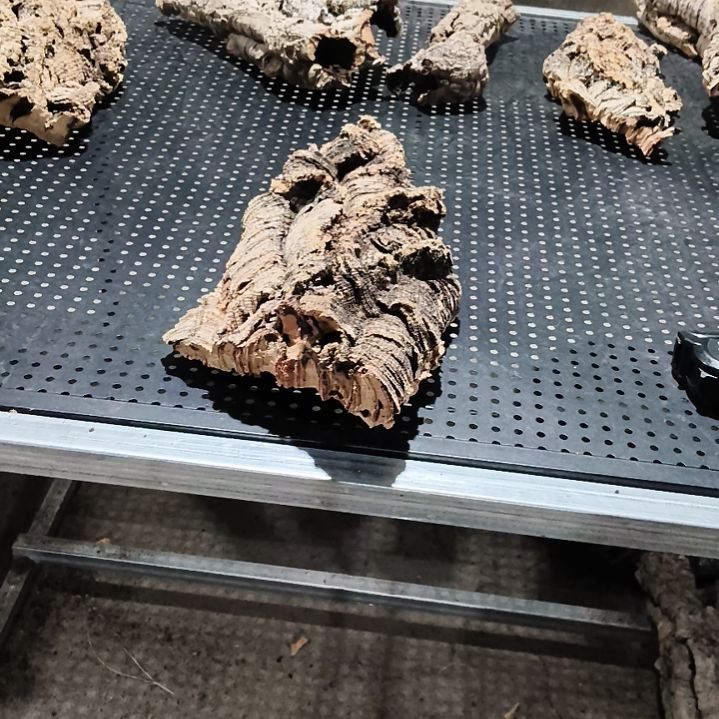 有***地一物一拍一物一发