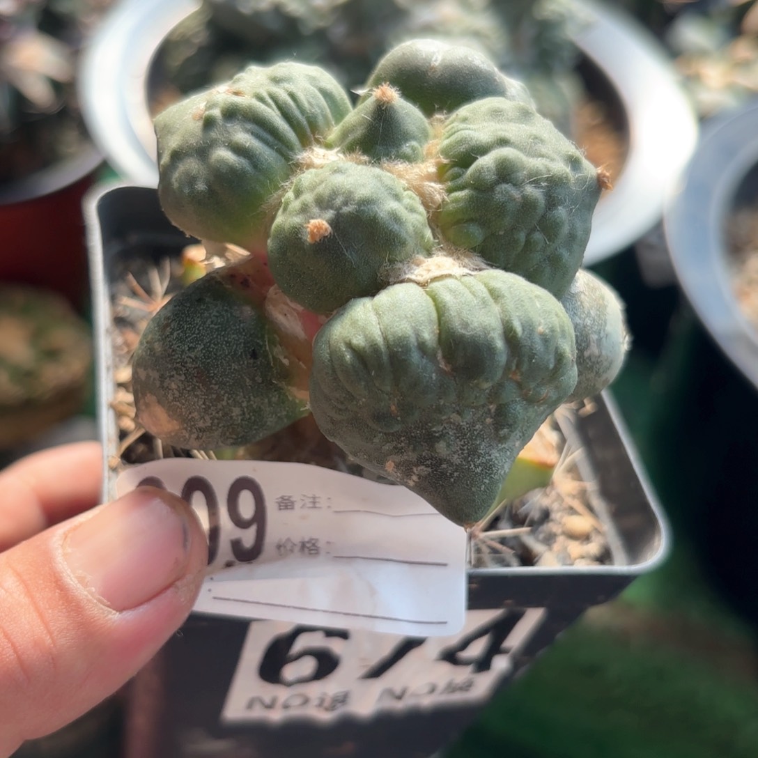 福利怒涛牡丹仙人球309