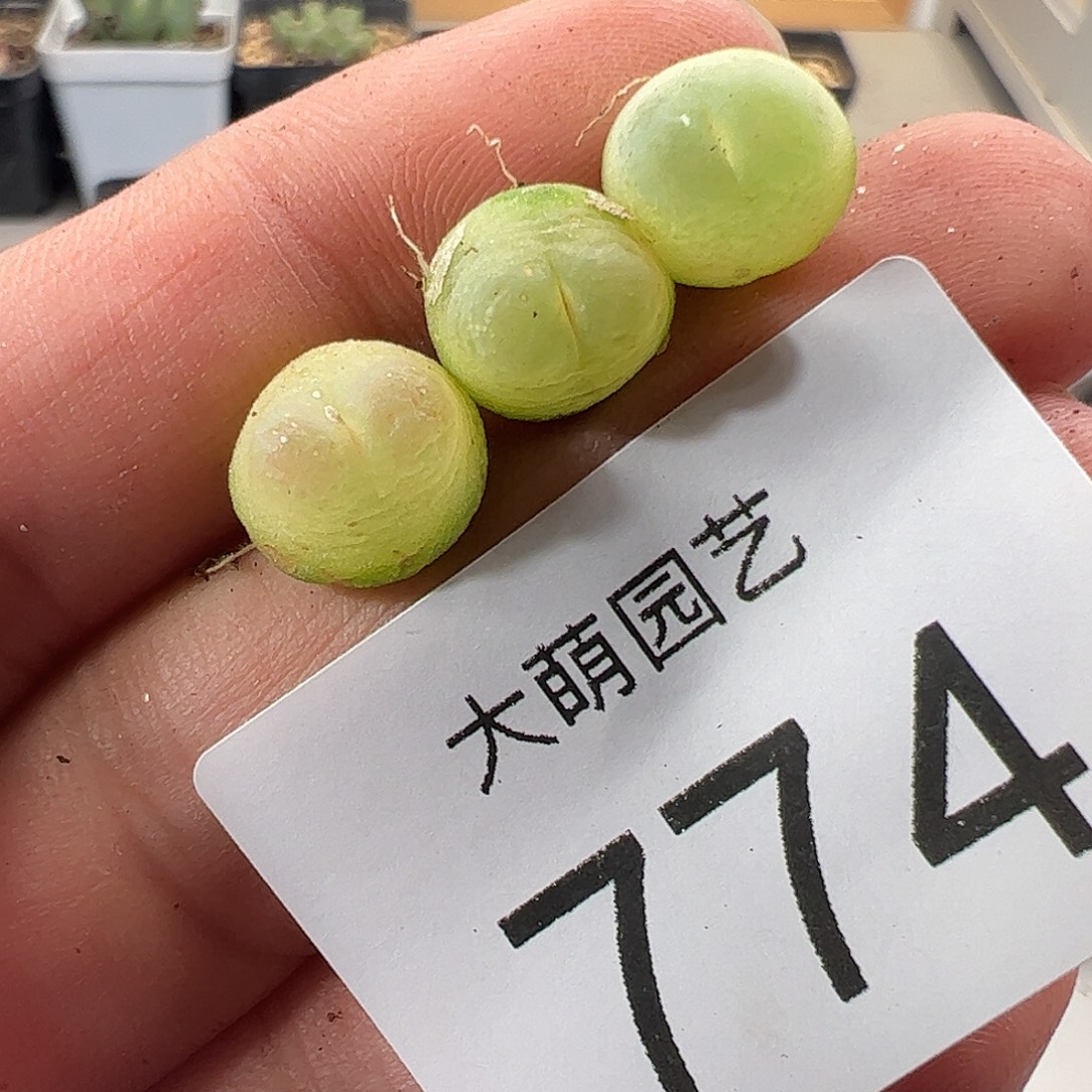 一物一拍。       774