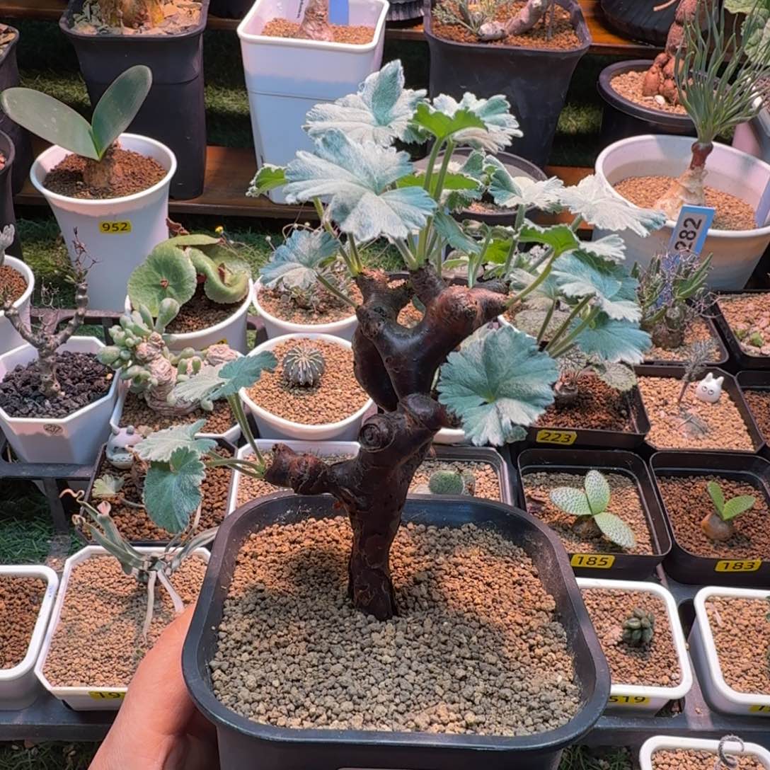 主***乐枝干洋葵(产地) 仙人掌