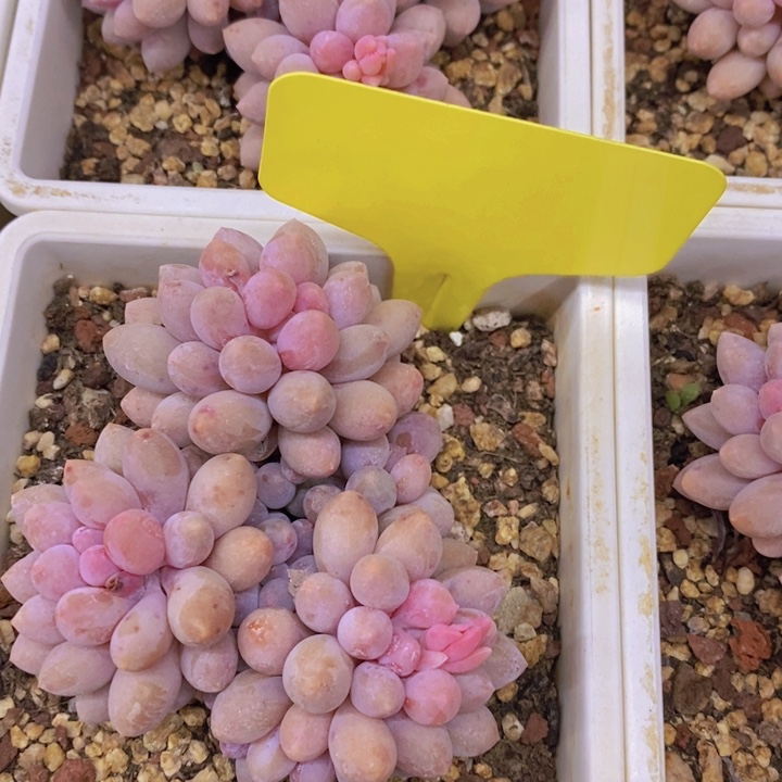 ?*多肉植物，开心多肉