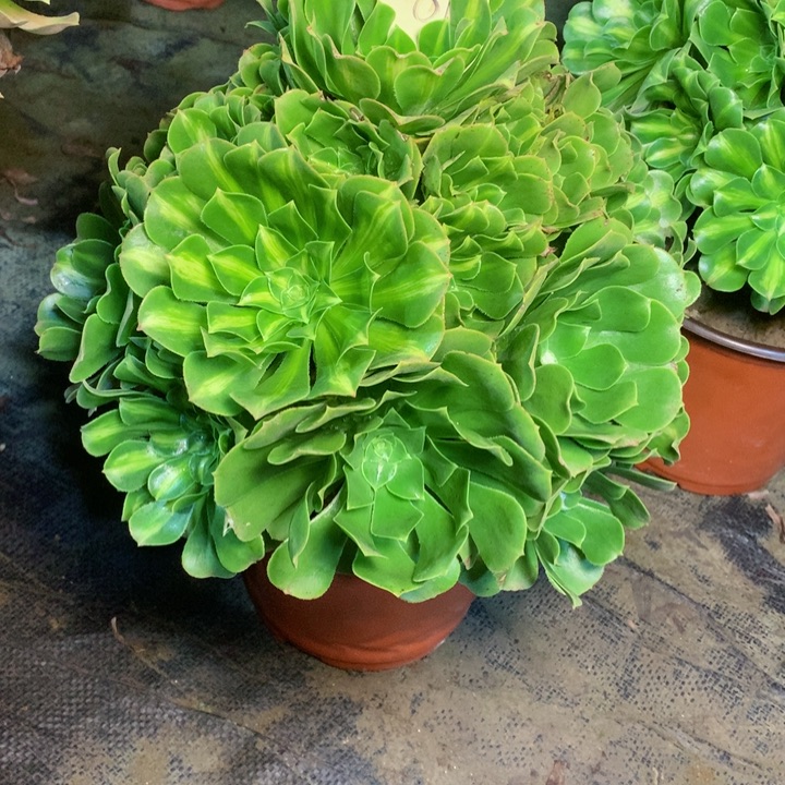 87翡翠琉璃多肉一物一拍～