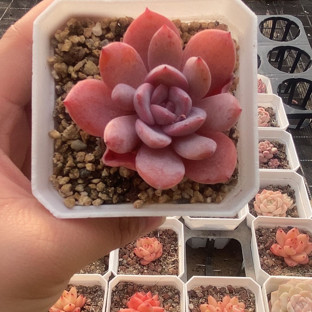 可爱肉肉喜欢拍204