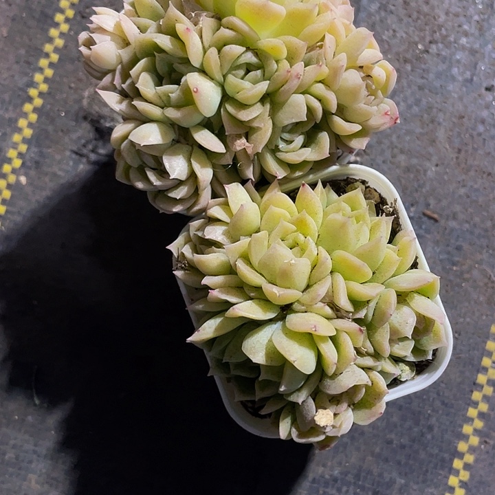 带盆爱杜丽儿群2.5带盆