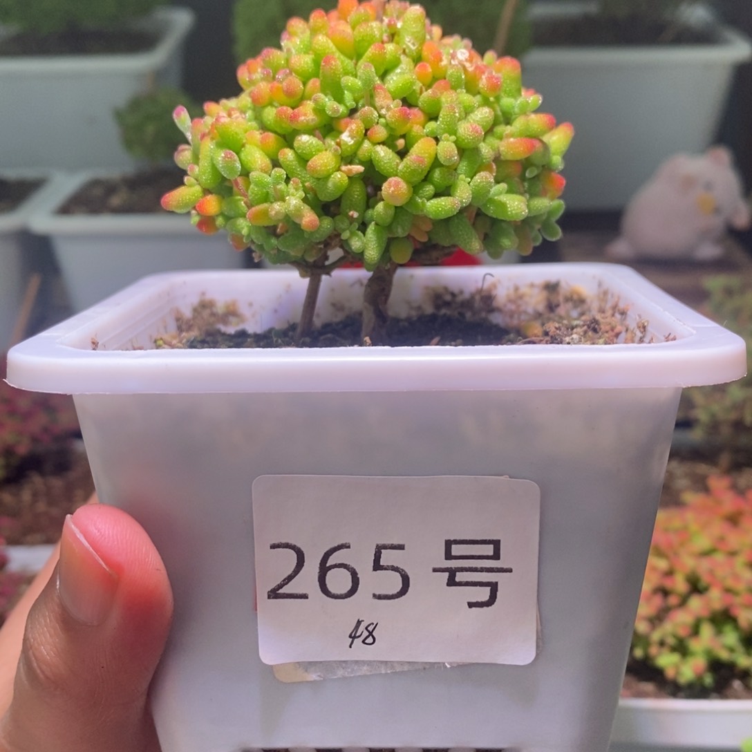 蜜橘带盆土发货一物一拍