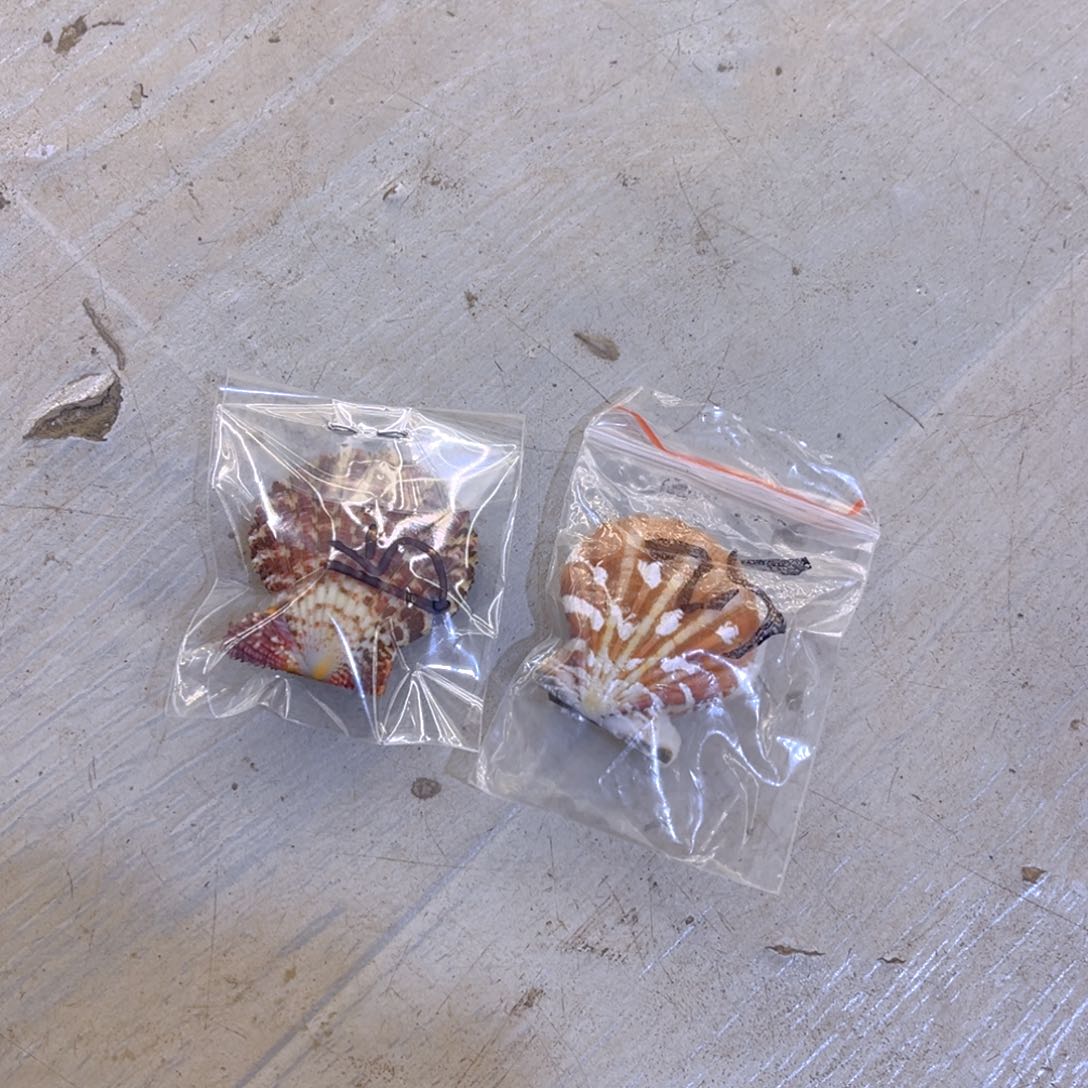 大理石磁石鹏**里天然贝壳海螺批发零售