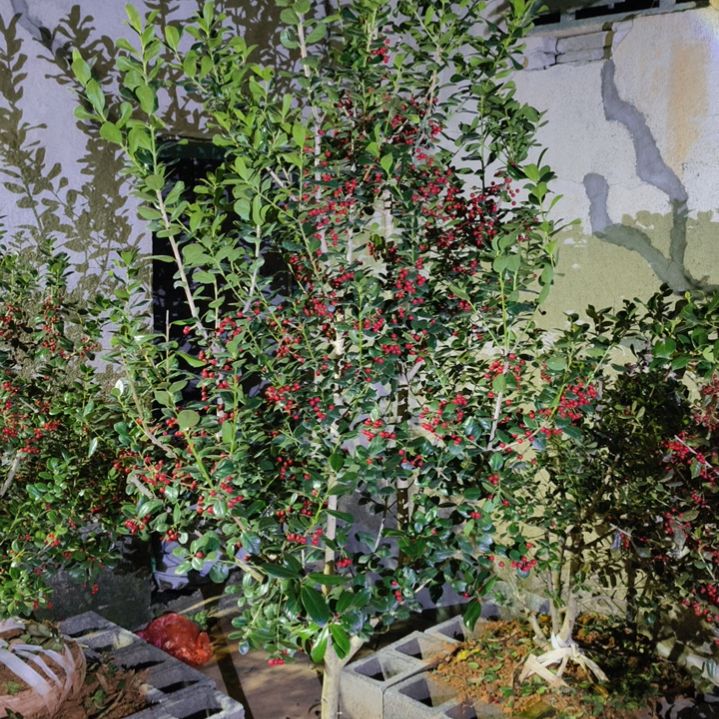 完全开放金玉满堂无刺枸骨