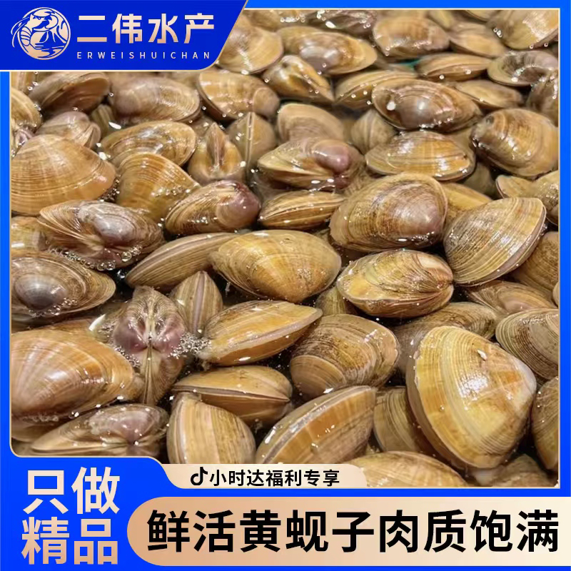 <抖音小时达专享>丹东黄蚬子包邮
