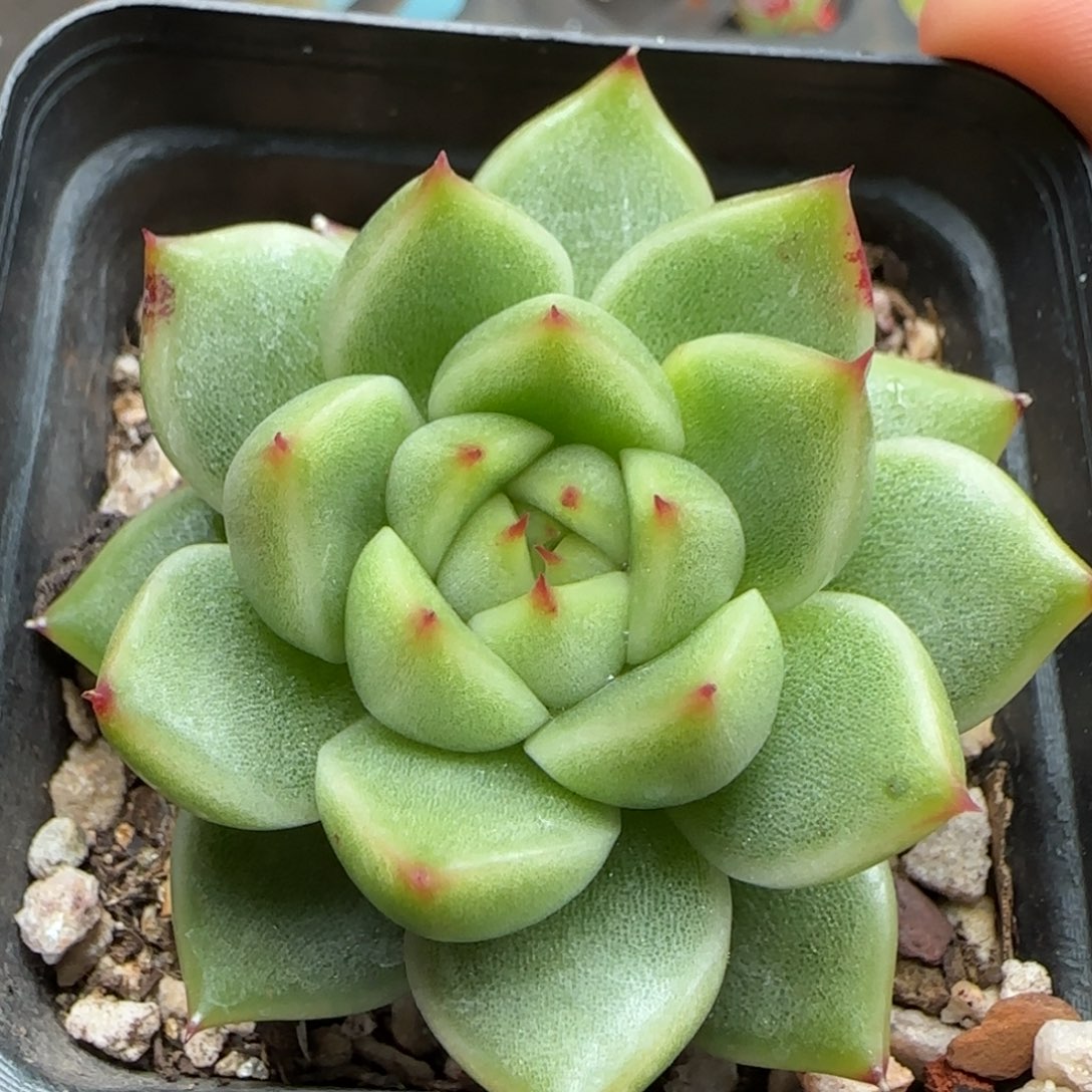 一物一拍珍妮25049