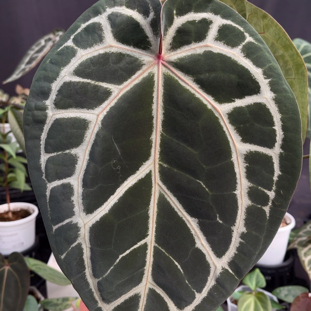 完全开放skg红杂紫水晶