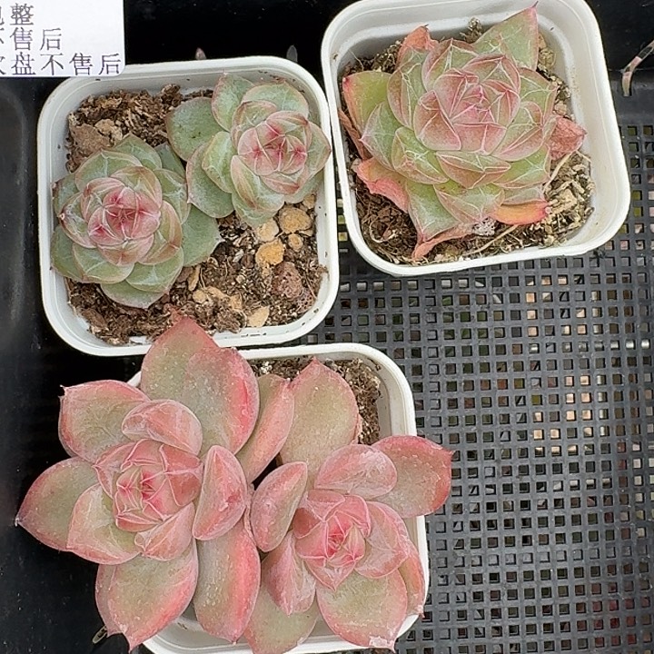 如图868白方珍妮3个不售后