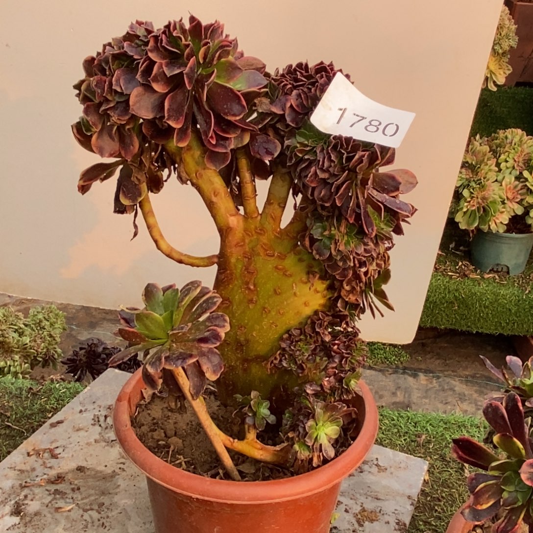 微瑕1780号欧嘉莉缀化1颗