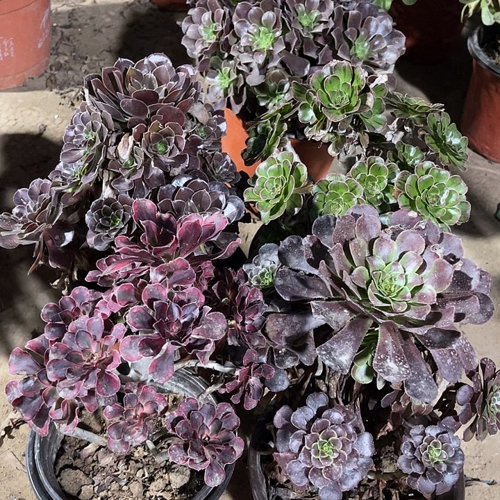 4棵玫瑰玫瑰玫瑰玫瑰