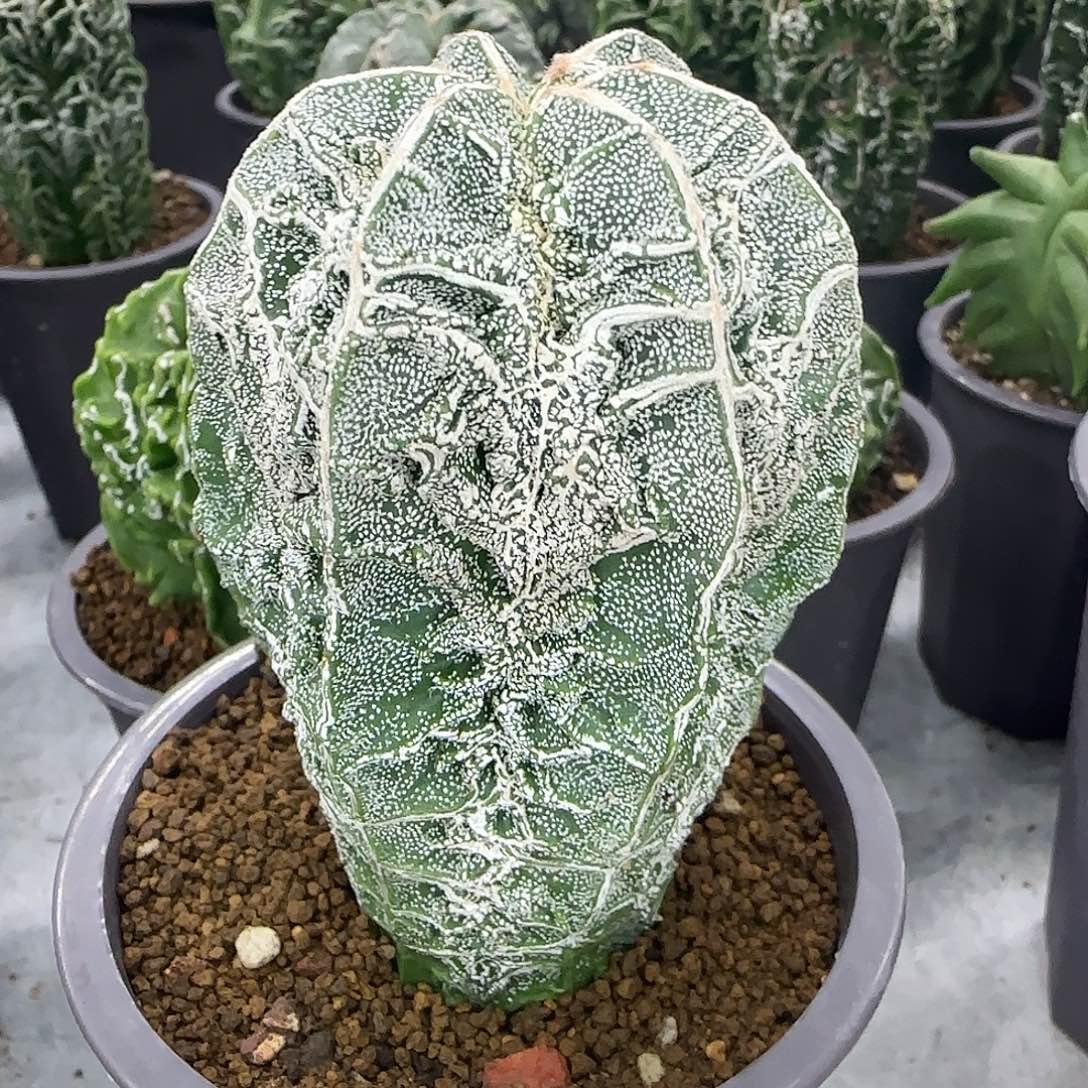 核桃鸾凤玉实生根003