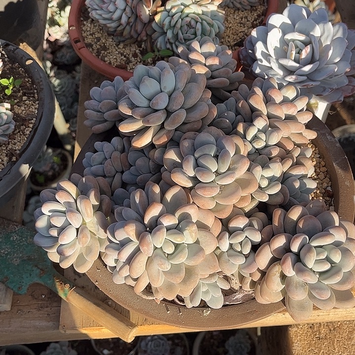 完全开放香水大群，官服30