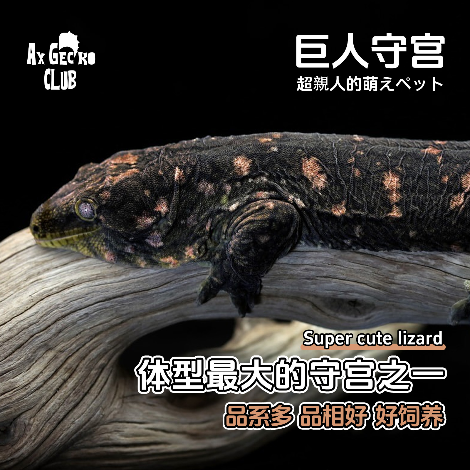 活体宠物爬宠巨人守宫体型最大守宫