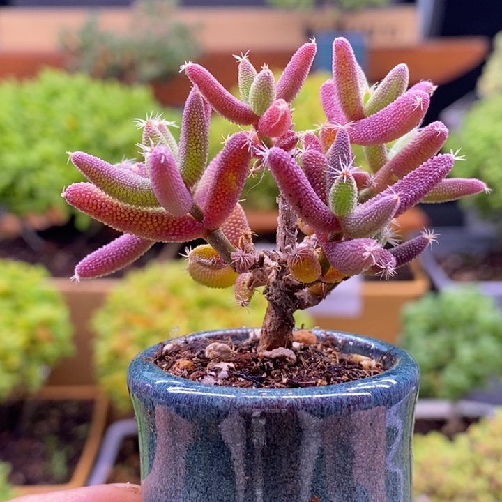 无花朵83玉米。      