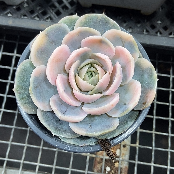 蓝色惊喜锦多肉植物