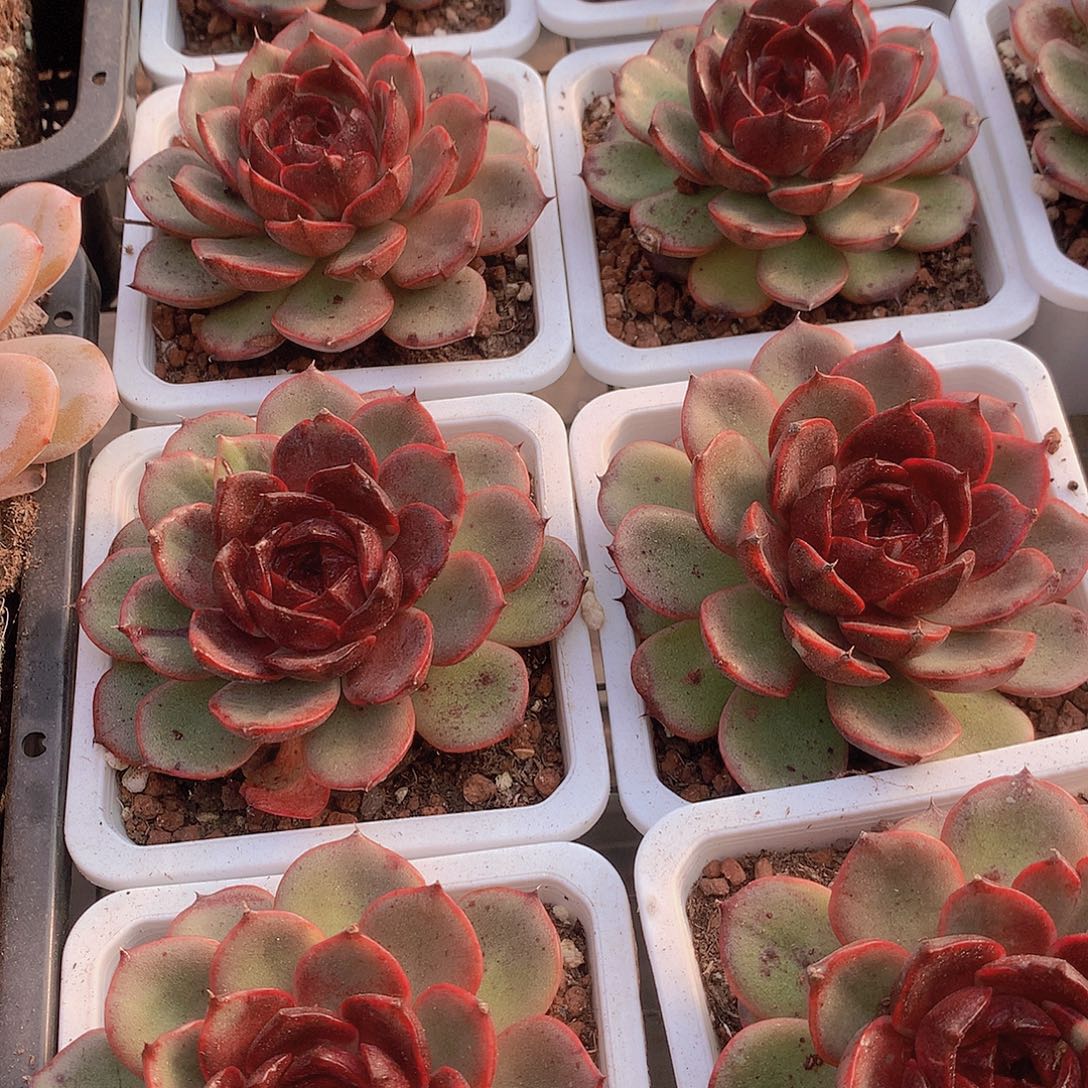 玫瑰雪特34567889999990