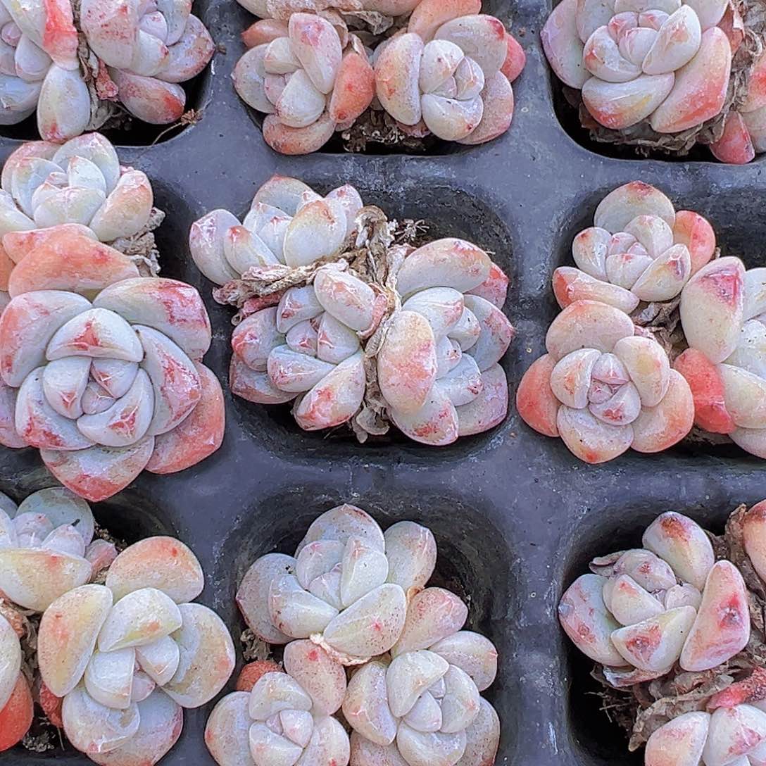 老货冰玉群5颗19包邮