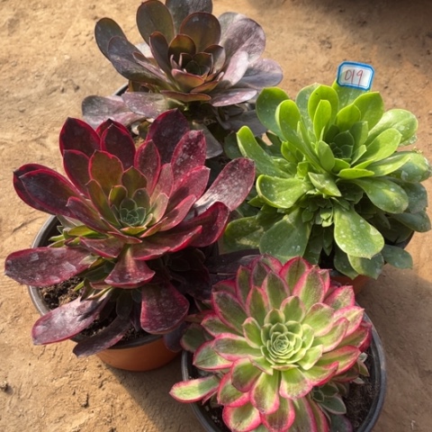 019多肉植物组合