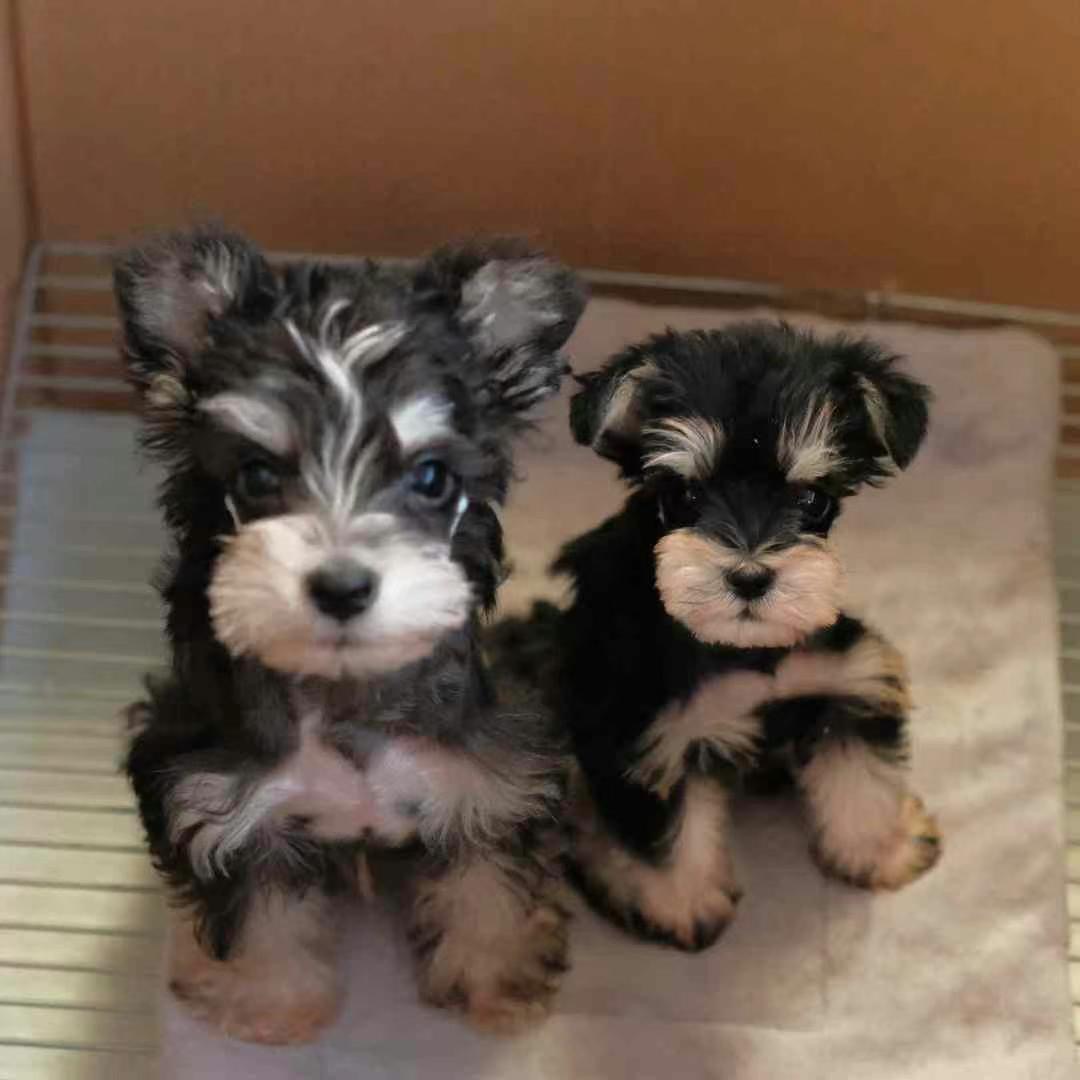 【宠遇家活体链接】可爱雪纳瑞狗狗活体链接