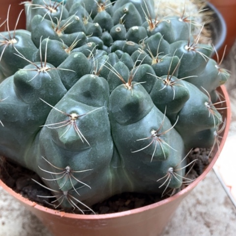 分哦花玉仙人球15米仙人球