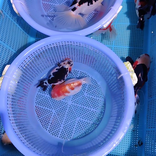 金鱼032兰寿两只特价顺丰包邮