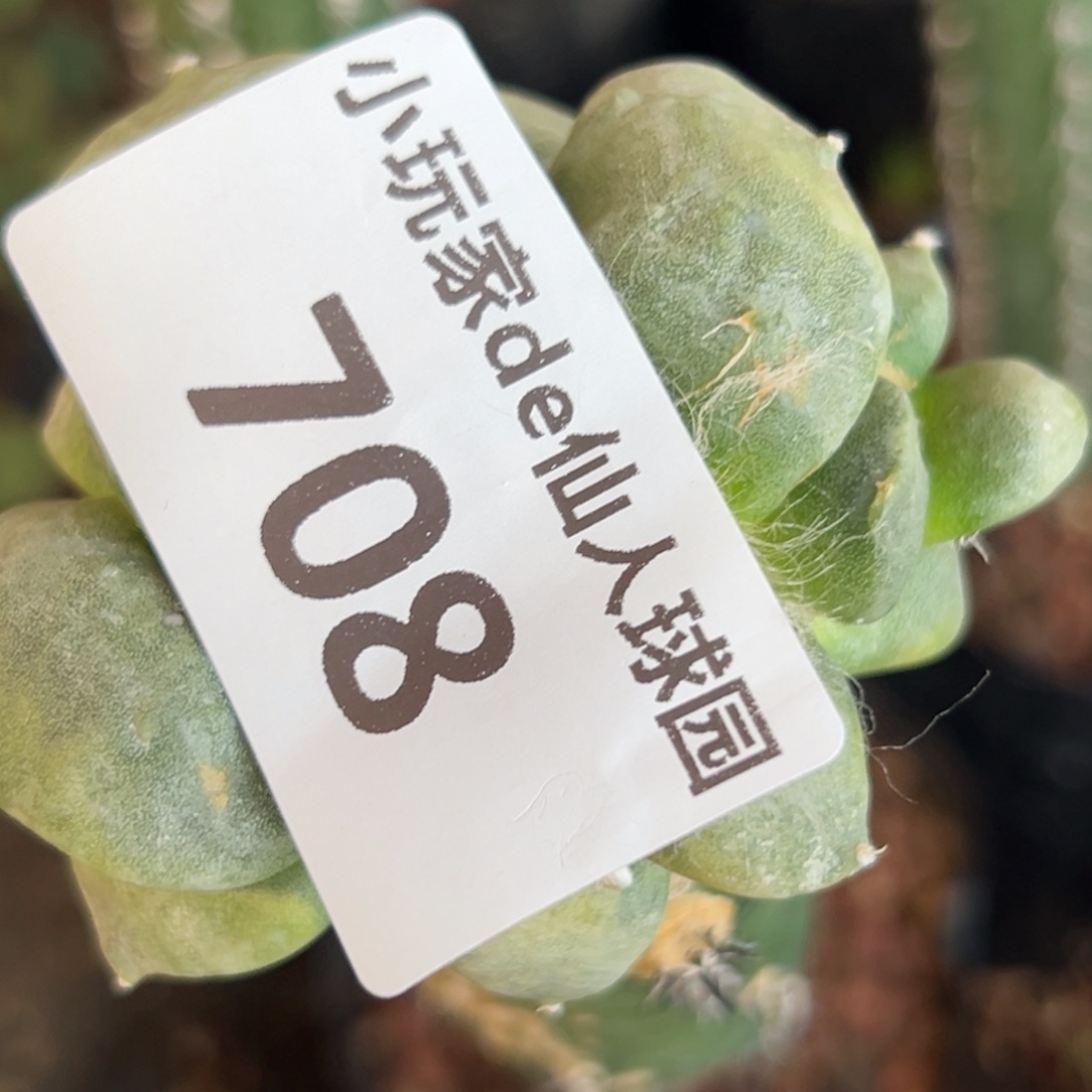 笑***云708 仙人球的比赛将于