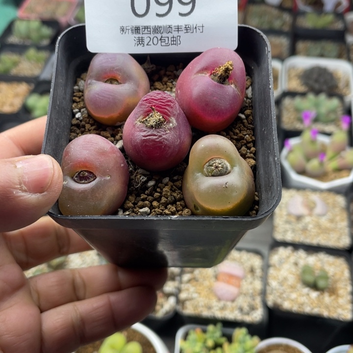 佳人园艺老周多肉上福利啦毛毛099