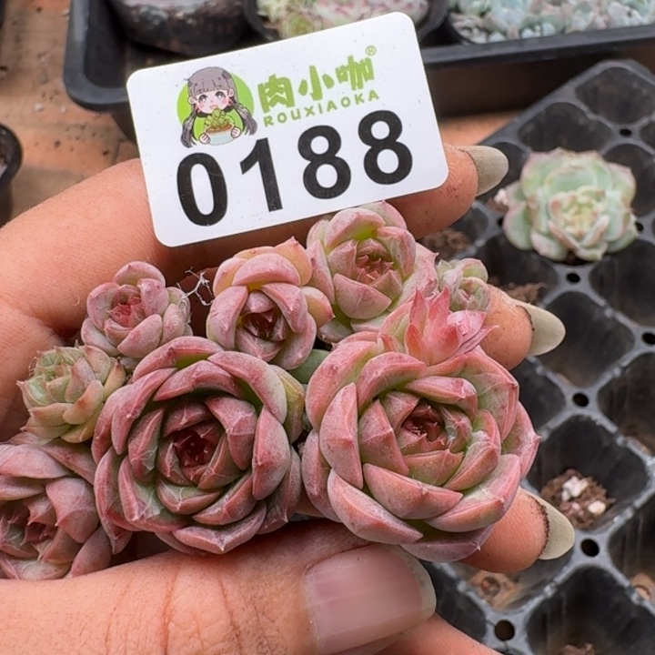 多肉植物多肉植物