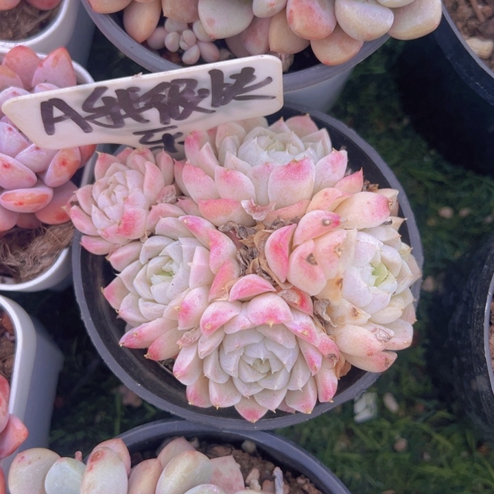 健健康康平平安安