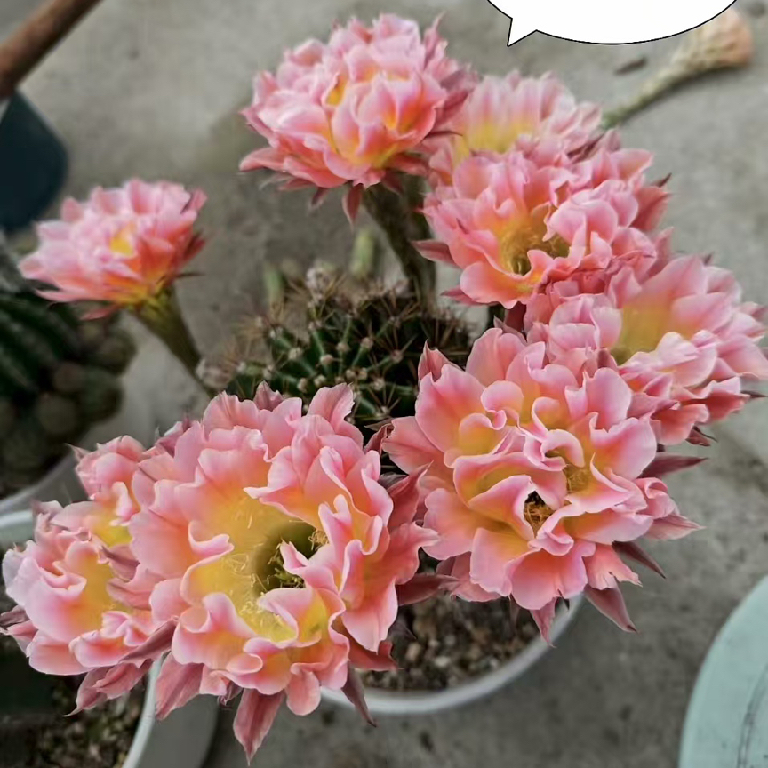 彩，B18，侧芽，环境不同花色花型颜色深浅不同属于正常，介意勿拍！