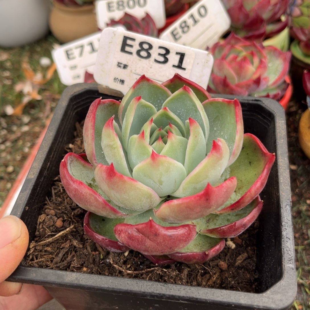 惊鸿一瞥831号多肉