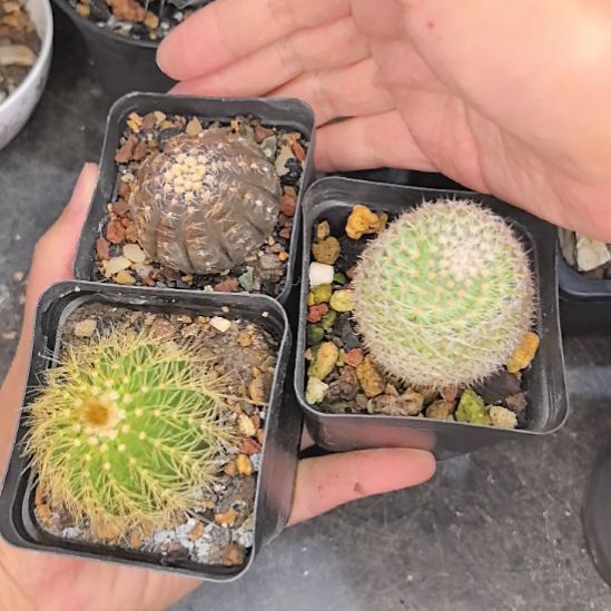 实生组合直径3.5-4三个带盆带土